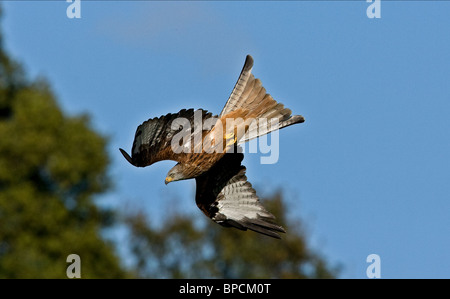 Ein Rotmilan, Tauchen auf der Gigrin Farm in Rhayader in Powys Mitte Wales. Stockfoto