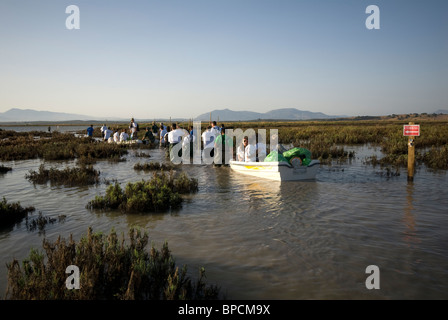 Freiwillige und Presse unterwegs in das Brutgebiet der Lagune Fuente de Piedra, die jährliche Flamingo Klingeln Ereignis zu fotografieren Stockfoto