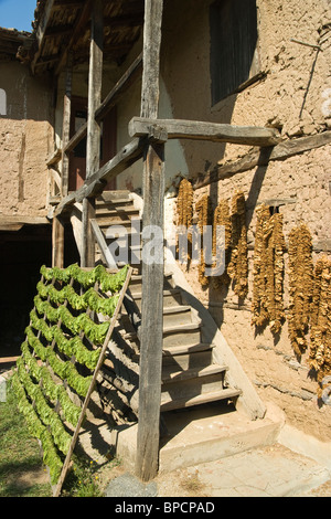 Mandritza Dorf, Ivailovgrad Region, Tabakblätter zum Trocknen aufgehängt, alten bulgarischen Haus, Balkan, Bulgarien Stockfoto