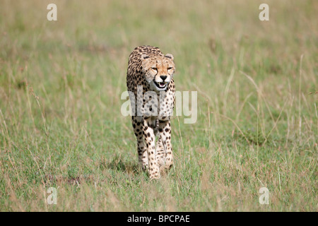 Geparden Gähnen und laufen, Masai Mara, Kenia Stockfoto