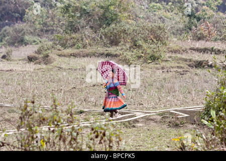Eine Blume Hmong Frauen Spaziergänge über ein Feld mit einem Regenschirm, um ihr Baby auf dem Rücken zu schützen Stockfoto