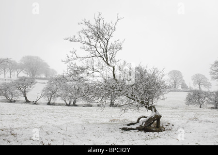 Wind fegte Schnee bedeckten Baum Peak District UK Stockfoto