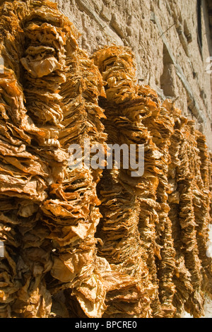 Mandritza Dorf, Region Ivailovgrad, Tabakblätter hängen zum Trocknen, altes bulgarisches Haus, Balkan, Bulgarien Stockfoto