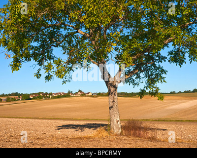 Walnuss Baum in der Mitte des gepflügten Farmland - Frankreich. Stockfoto