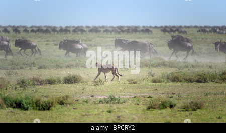 Geparden jagen ein Gnus, Serengeti, Tansania Stockfoto