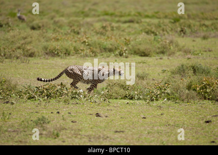 Laufenden Geparden, Serengeti, Tansania Stockfoto