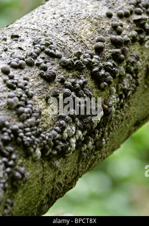 Buche-Woodwart (auf Buche), Hypoxylon Fragiforme, Xylariaceae. Eine gemeinsame schwarze Sperical Pilz. Stockfoto