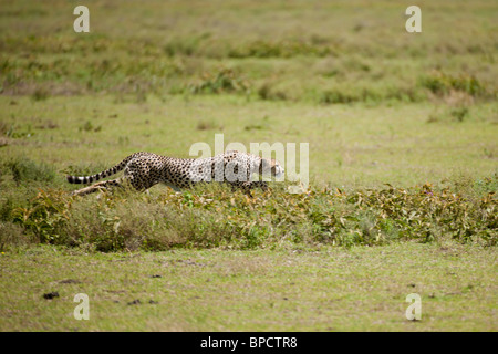 Laufenden Geparden, Serengeti, Tansania Stockfoto