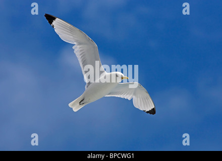 Schwarz-legged Kittewake (Rissa Tridactyla) Erwachsene im Flug Overhead, Heimaey, Island, Europa Stockfoto