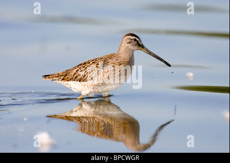 Kurz-billed Dowitcher Fütterung im seichten Wasser Stockfoto