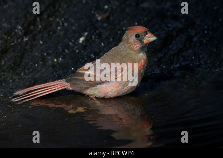 Erwachsene männliche nördlichen Kardinal in Häutung ein Bad zu nehmen Stockfoto