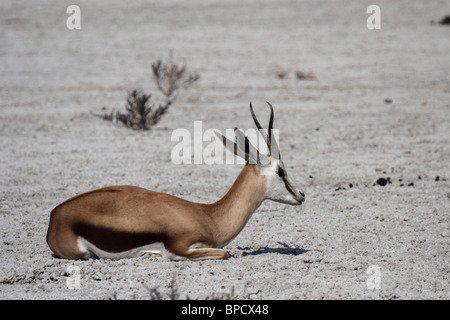 Springbock (Antidorcas Marsupialis) liegen auf den trockenen Boden in den Etosha Nationalpark, Namibia Stockfoto