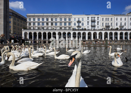 Schwäne in den Alsterarkaden, Hamburg, Deutschland Stockfoto