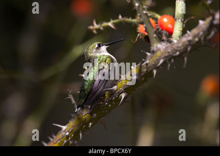 Ruby – Throated Kolibri thront in einem Rose Busch bei Sonnenuntergang Stockfoto