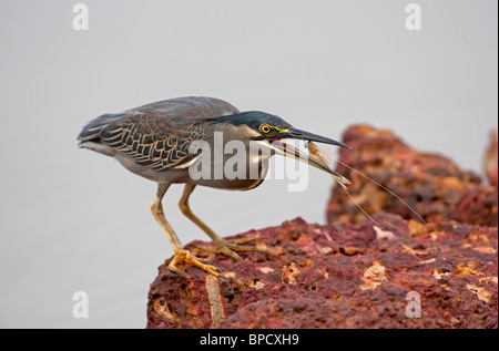 gekerbten Reiher (Butorides Striata) alleinstehende Erwachsene Essen eine große Garnelen, in der Nähe von Wasser, Goa, Indien, Asien Stockfoto