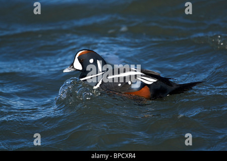 Erwachsene männliche Harlekin Ente in der Zucht Gefieder Stockfoto