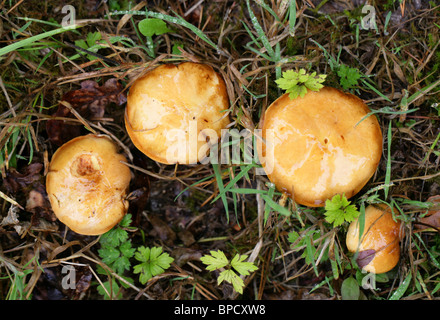 Die Greville Bolete, Lärche Bolete oder Bovine Bolete, Suillus Grevillei (Boletus Elegans), Boletaceae. Stockfoto