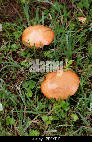 Die Greville Bolete, Lärche Bolete oder Bovine Bolete, Suillus Grevillei (Boletus Elegans), Boletaceae. Stockfoto