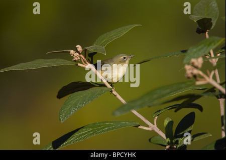 Weibliche Black-throated blaue Grasmücke im Morgengrauen Stockfoto