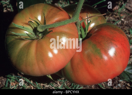 Brandywine Tomaten, antiken Erbstück Beefsteak Vielfalt wächst, mit rosa gerötete Haut Stockfoto