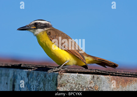 große Kiskadee (Pitangus Sulphuratus) Fliegenfänger Erwachsenen thront auf Dach, Guyana, Südamerika Stockfoto