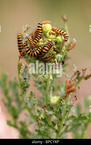 Zinnober Motten Larven ernähren sich von Kreuzkraut, Tyria Jacobaeae, Arctiidae. Stockfoto