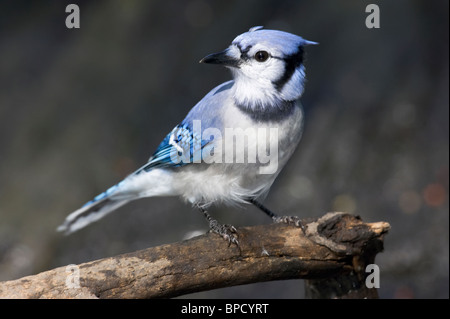Erwachsene männliche Blue Jay thront auf einem Bein Stockfoto