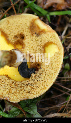 Die Greville Bolete, Lärche Bolete oder Bovine Bolete, Suillus Grevillei (Boletus Elegans), Boletaceae. Unterseite mit Slug Schaden. Stockfoto