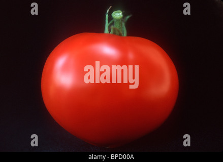 Tomatenrot, Lucious, frisch, bereit nur nahm, zu essen, Ausschnitt, Freisteller, auf schwarzem Hintergrund, frische Stockfoto