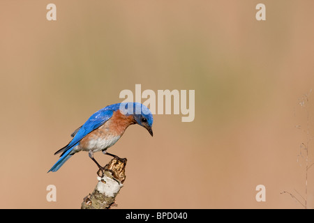 Erwachsene männliche östlichen Bluebird thront auf einem Bein in der Morgendämmerung Stockfoto