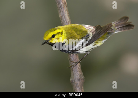 Erwachsene männliche Black-throated grüner Laubsänger thront auf einem Ast Stockfoto