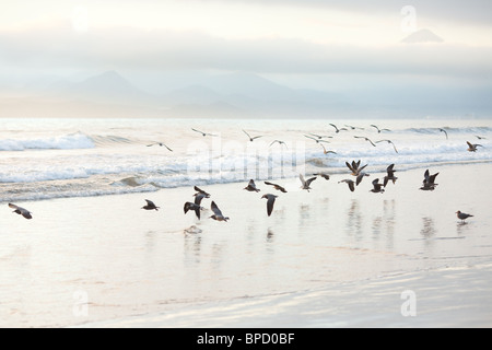 Schwarm Möwen am Strand Stockfoto