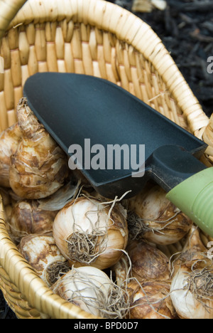 Blumenzwiebeln im Herbst Herbst im Garten Pflanzen, Frühling zeigt Körbe der Daffodil Glühbirnen mit Gartenarbeit Tool Kelle zu graben Stockfoto