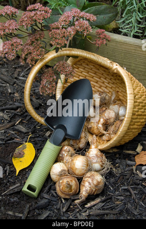 Narzissen im Garten im Herbst Herbst mit Korb von Glühbirnen, Kelle, Herbstlaub Pflanzen, Blumen Sedum Pflanzen Aufgaben arbeiten Stockfoto