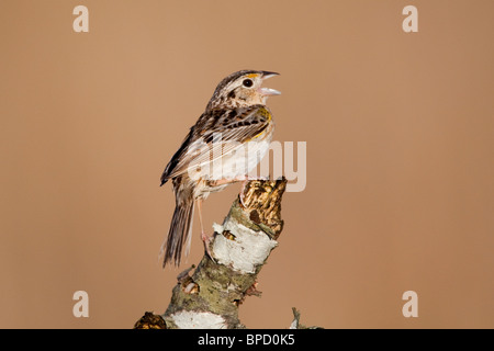 Heuschrecke Spatz Gesang in der Morgendämmerung Stockfoto