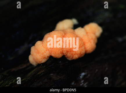 Slime Mold, Tubifera Ferruginosa, Reticulariaceae, Liceida, Myxogastria, Mycetozoa Amoebozoa. Stockfoto