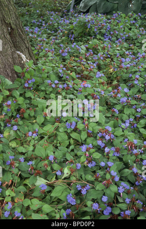 Blaue Blumen der Bodendecker Pflanzen Ceratostigma Plumbaginoides (mehrjährige Leadwort) in voller Blüte Stockfoto