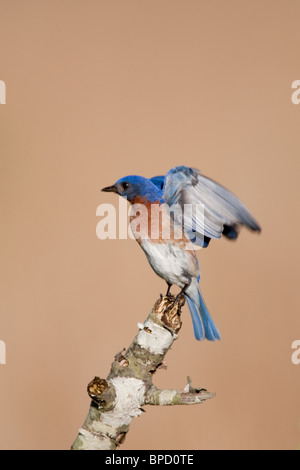 Erwachsene männliche östlichen Bluebird thront auf einem Bein in der Morgendämmerung Stockfoto