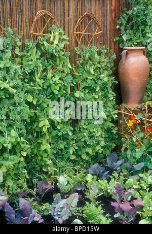 Erbsen wachsen aufrecht auf Wicker unterstützt gegen Gesponnener Zaun im Gemüsegarten Stockfoto