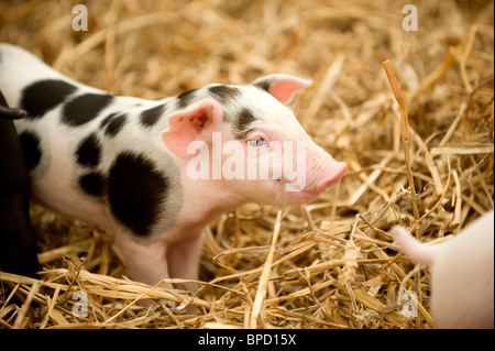 Ein junger Smiley Oxford Sandy und Schwarzes Ferkel in einem Stift auf der South of England Show, Großbritannien. Bild von Jim Holden. Stockfoto