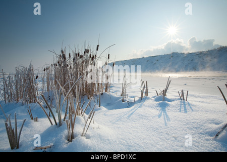 Eine Winterlandschaft mit hohem, trockenem Schilf, bedeckt mit Frost und Schnee, auf einem schneebedeckten Feld. Die Sonne scheint hell an einem klaren blauen Himmel und wirft scharfe Schatten aus dem Schilf. Im Stockfoto