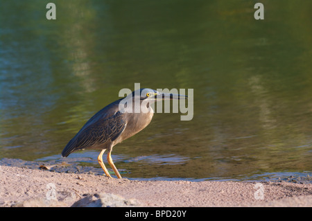 Ein grün-backed Heron (Butorides Striatus) entlang dem Rand eines Teiches in Darwin, Northern Territory, Australien. Stockfoto