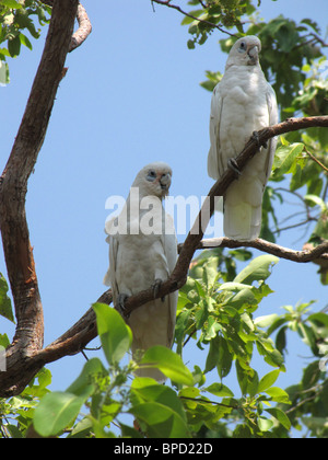 Ein paar kleine Corellas (Cacatua sanguineaund) thront auf einem Kaugummi Baum in schiefen Baum Lagune Nature Park, Australien. Stockfoto