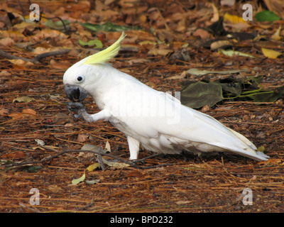 Schwefel-crested Kakadu (Cacatua Galerita) auf Nahrungssuche auf dem Boden im Kakadu-Nationalpark, Northern Territory, Australien. Stockfoto
