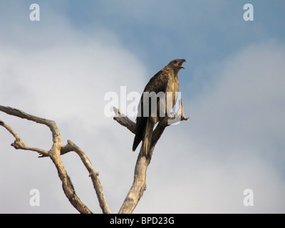 Ein Pfeifen Kite (Haliastur Sphenurus) Aufruf aus einem Zweig im Kakadu-Nationalpark, Northern Territory, Australien. Stockfoto