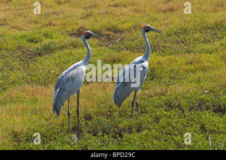 Ein paar Brolga Kraniche (Grus Rubicunda) Jagd auf der Wiese bei Fogg Dam Conservation Reserve, Northern Territory, Australien. Stockfoto