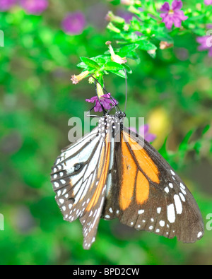 Schwarz geädert Tiger Schmetterling Fütterung auf eine lila Blume - Danaus Melanippus Hegesippus Stockfoto