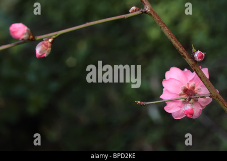 Rosa Pfirsich Blüten Stockfoto