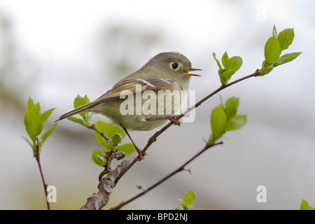 Rubin-gekrönter Goldhähnchen Stockfoto