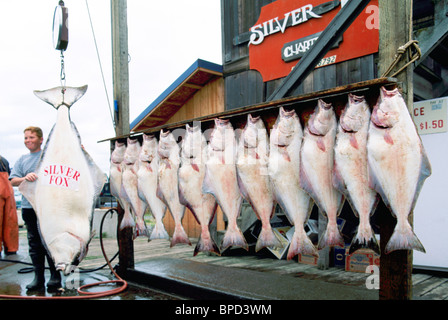 Homer, AK, Alaska, USA - Pazifik Heilbutt (Hippoglossus Stenolepis) auf dem Display, Sportfischen Charta hängen Fische zu fangen Stockfoto